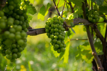 grapes in the sunlight