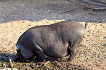 Pigs on the farm. Dark color pig. Many pigs walk and eat. Agriculture pig breeding. Farm for breeding animals. A few cute dark-colored piglets lie in various poses on the ground in the barn yard.