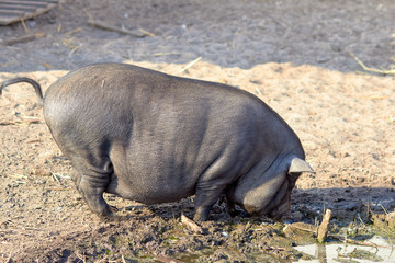Pigs on the farm. Dark color pig. Many pigs walk and eat. Agriculture pig breeding. Farm for breeding animals. A few cute dark-colored piglets lie in various poses on the ground in the barn yard.