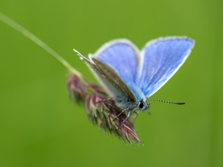 Obraz premium Common blue butterfly ( Polyommatus icarus ) on grass