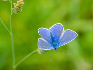 Common blue butterfly ( Polyommatus icarus ) on grass