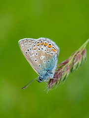 Fototapeta na wymiar Common blue butterfly ( Polyommatus icarus ) on grass