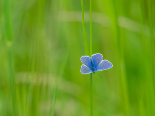 Common blue butterfly ( Polyommatus icarus ) on grass