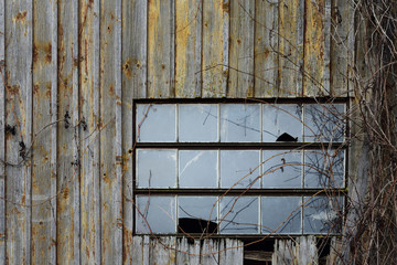 Background from an old wooden house wall with an old broken glass window and wild tendrils growing over it