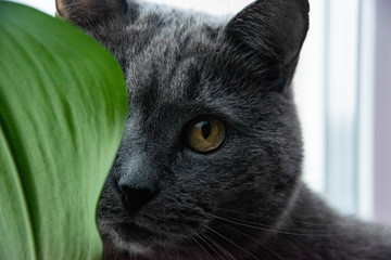 A grey cat on the windowsil with a green leaf
