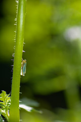 A bulrush cicada in backlight on stalk in green nature