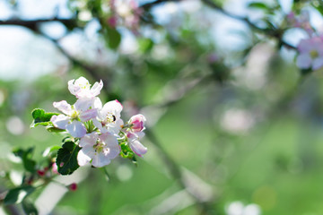 blooming flowers on tree branches close up