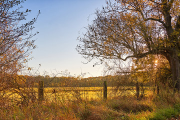 alter Zaun am Feldrand