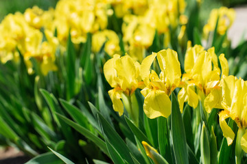 Obraz premium Flowerbed with beautiful yellow iris flowers close up