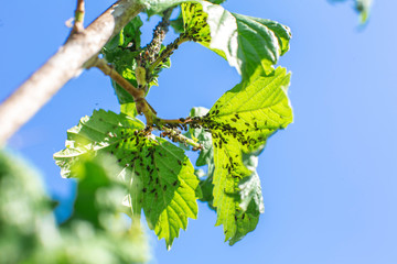 Aphid eats leaves of a tree. Tree disease
