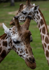 Naklejka premium The Relaxing Giraffes