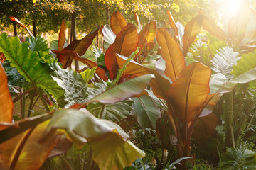 Red Abyssinian Banana (Ensete Ventricosum Maurelii) Planted in Public Park. Leaves of a tropical plant in the rays of the setting sun