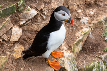 puffin on a rock
