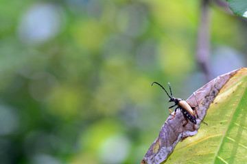 Fototapeta premium Longhorn Beetle ( Stictoleptura rubra ) on plant in green nature