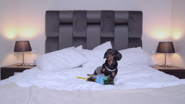  dachshund wearing maid costume lay with feather duster on white owner bed. Home cleaning process concept. Indoors, funny adorable dog with cute eyes, spoiled and happy, at home or dog-friendly hotel.
