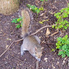 squirrel in the garden