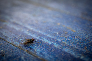 Fly On A Table 