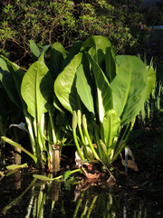 Asian skunk-cabbage or white skunk cabbage on the banks of pond