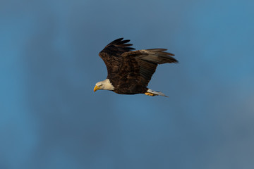 Closeup of a bald eagle flying against cloudy sky, seen in the wild in  North California