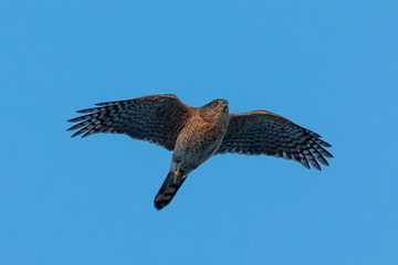 Very close view of a red-tailed hawk flying in beautiful light, seen in the wild in  North California 
