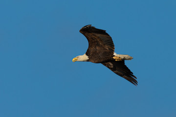 Closeup of a bald eagle flying against cloudy sky, seen in the wild in  North California