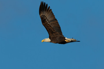 Closeup of a bald eagle flying against cloudy sky, seen in the wild in  North California