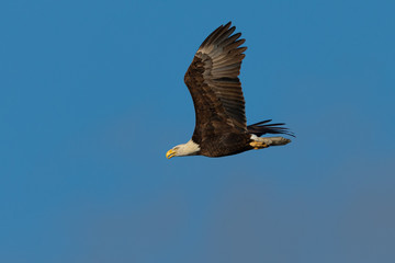 Fototapeta na wymiar Closeup of a bald eagle flying against cloudy sky, seen in the wild in North California