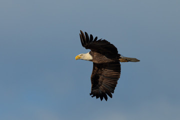 Closeup of a bald eagle flying against cloudy sky, seen in the wild in  North California