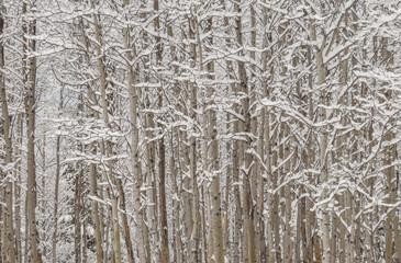Aspen Clone after Heavy Snowfall