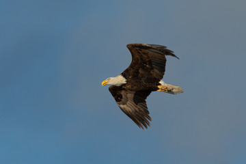 Closeup of a bald eagle flying against cloudy sky, seen in the wild in  North California