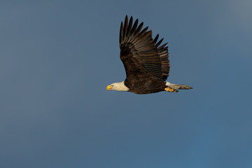 Closeup of a bald eagle flying against cloudy sky, seen in the wild in  North California