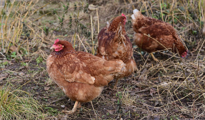 a flock of brown chickens runs across a meadow and looks for food in the healthy and natural free range outdoors on the ground