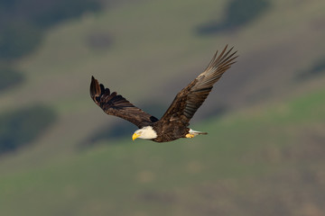 Closeup of a bald eagle flying against North California hills , seen in the wild in  North California