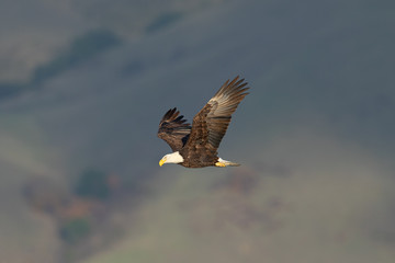 Closeup of a bald eagle flying against North California hills , seen in the wild in  North California