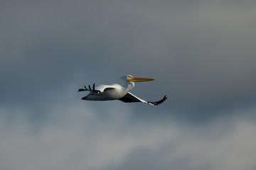 American white pelican in flight, seen in North California