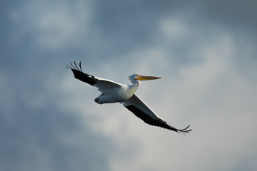American white pelican in flight, seen in North California