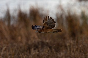 Close view of a red-tailed hawk flying in a North California marsh