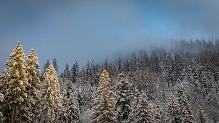 Fototapeta na wymiar wood winter cold alps bavaria