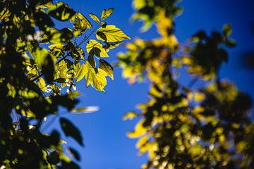 autumn leaves against blue sky
