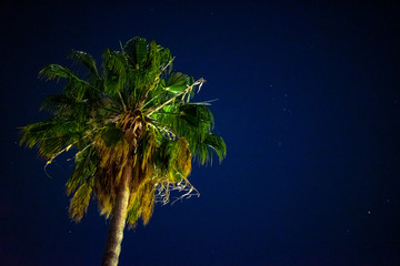 palm tree © Jordan