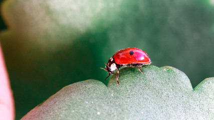 Macro of ladybug on a blade of grass