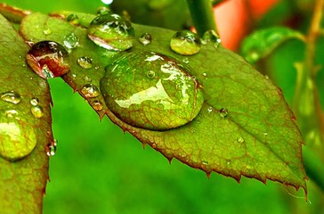 Water on leaf