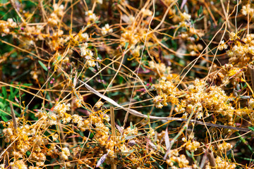 Dodder Genus Cuscuta is The parasite wraps the stems of plant cultures with yellow threads and sucks out the vital juice and nutrients