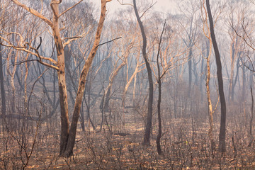 Fototapeta na wymiar Bushfire burnt gum trees in The Blue Mountains in Australia