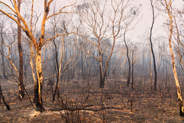 Bushfire burnt gum trees in The Blue Mountains in Australia