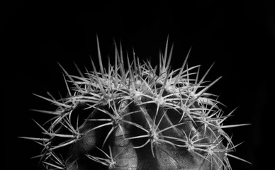 Cactus black and white, close up