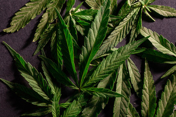 Composition of fresh green leaves of ripe medical marijuana on a background hemp plant bud with crystals and leaves cannabis on grunge wooden desk. Copy space.
