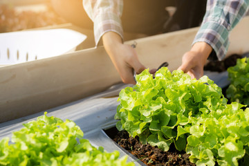 closeup hands of young asian man farmer checking fresh organic vegetable kitchen garden in farm, produce and cultivation green oak lettuce for harvest agriculture with business, healthy food concept.