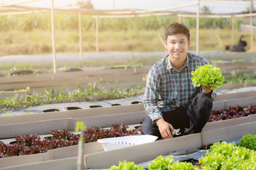 Young asian man farmer holding and showing fresh organic green oak lettuce in the farm, produce and cultivation for harvest agriculture vegetable kitchen garden with business, healthy food concept.