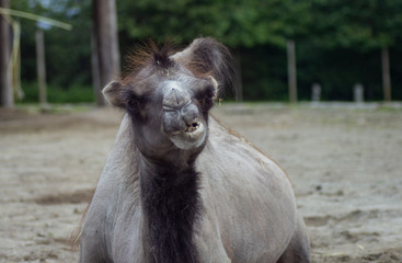 Fototapeta premium camel in zoo